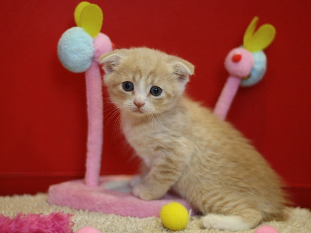 スコティッシュフォールドの子猫画像