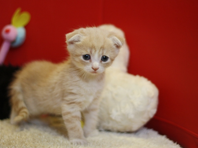 スコティッシュフォールドの子猫画像