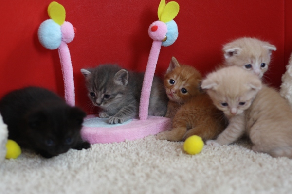 スコティッシュフォールドの子猫画像