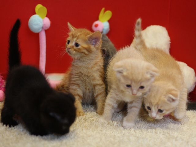 スコティッシュフォールドの子猫画像