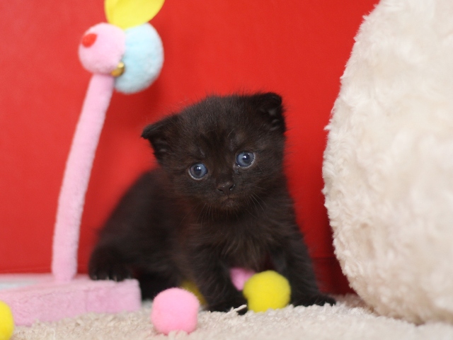 スコティッシュフォールドの子猫画像