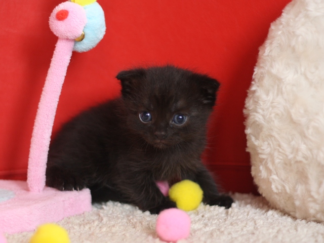 スコティッシュフォールドの子猫画像