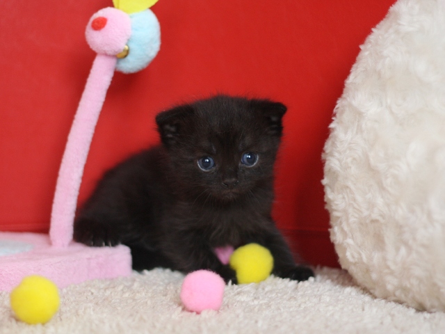 スコティッシュフォールドの子猫画像
