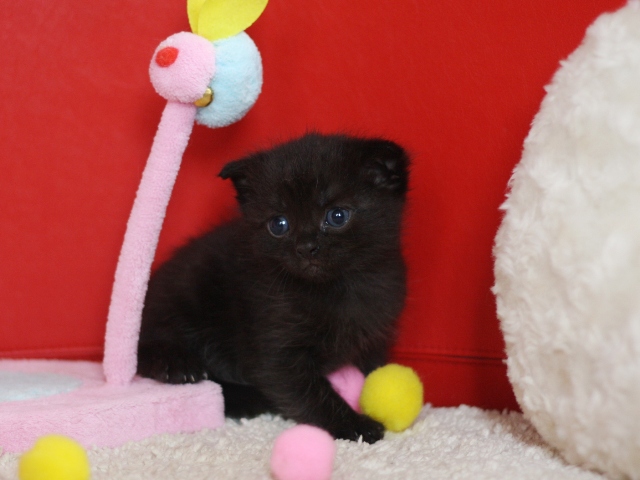 スコティッシュフォールドの子猫画像