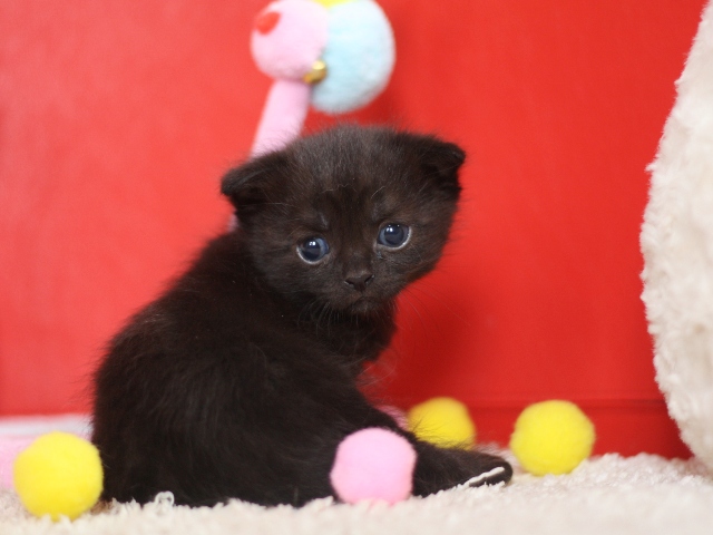 スコティッシュフォールドの子猫画像