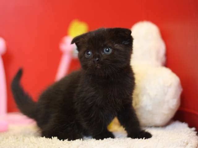 スコティッシュフォールドの子猫画像