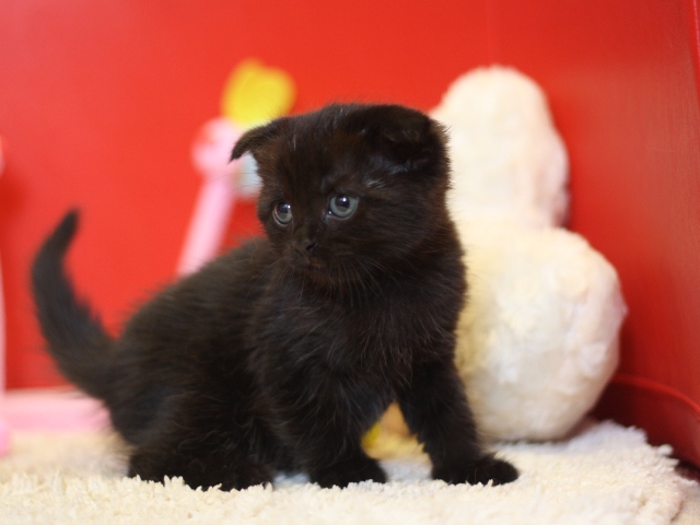 スコティッシュフォールドの子猫画像