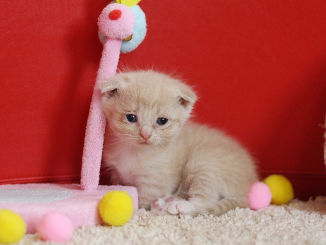 スコティッシュフォールドの子猫画像