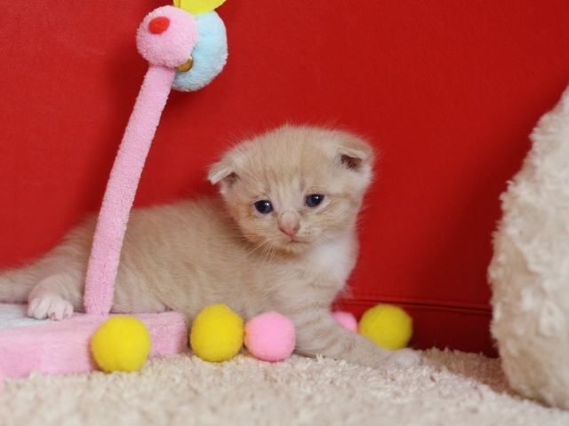スコティッシュフォールドの子猫画像