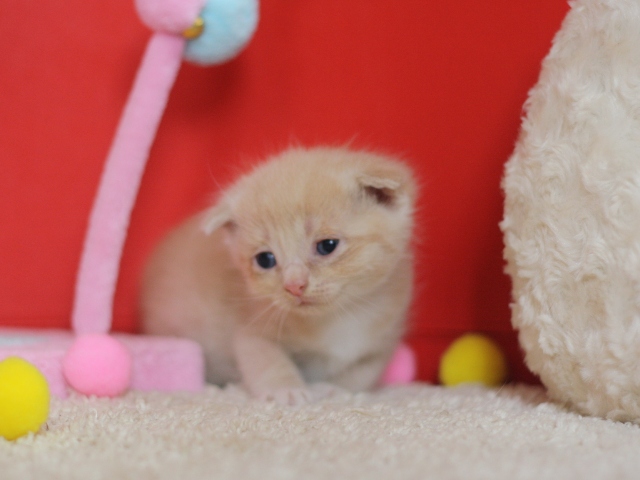 スコティッシュフォールドの子猫画像