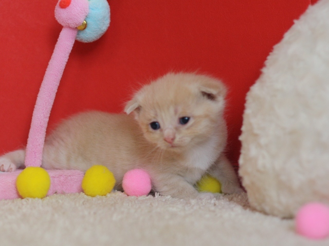 スコティッシュフォールドの子猫画像