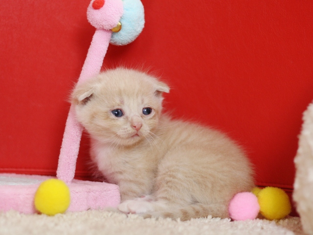 スコティッシュフォールドの子猫画像
