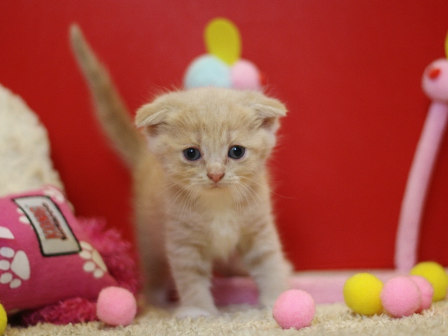 スコティッシュフォールドの子猫画像