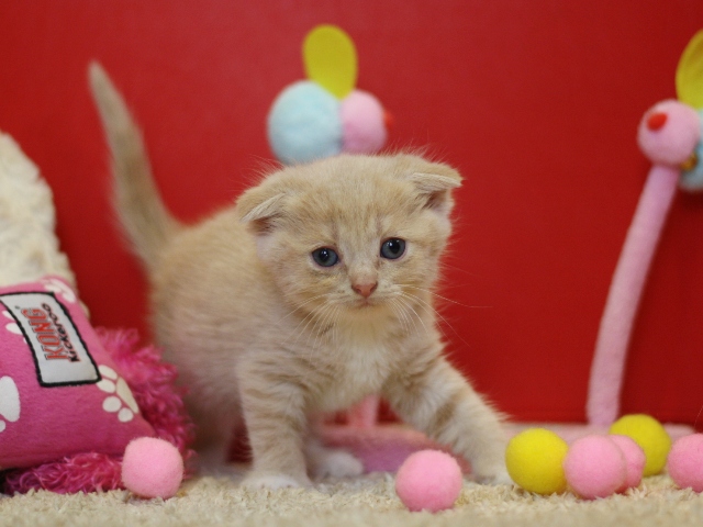 スコティッシュフォールドの子猫画像