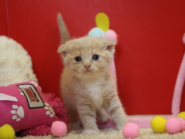 スコティッシュフォールドの子猫画像