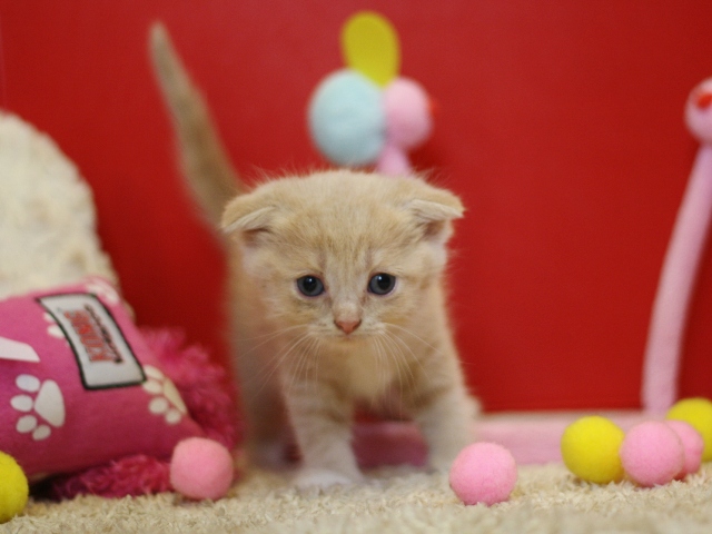 スコティッシュフォールドの子猫画像