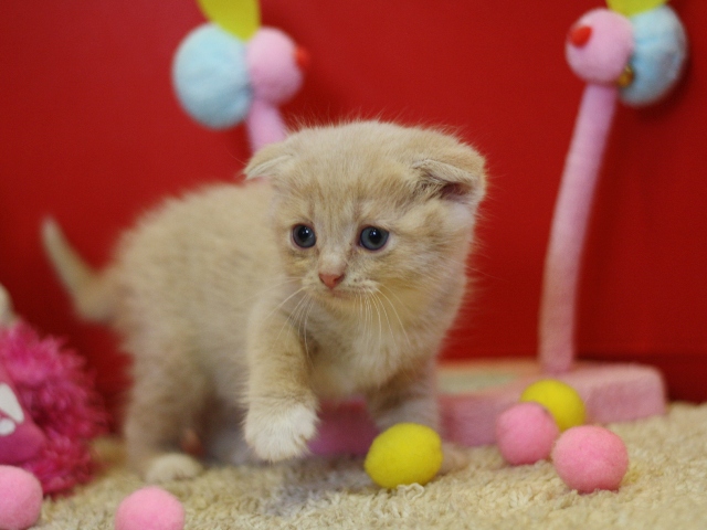 スコティッシュフォールドの子猫画像