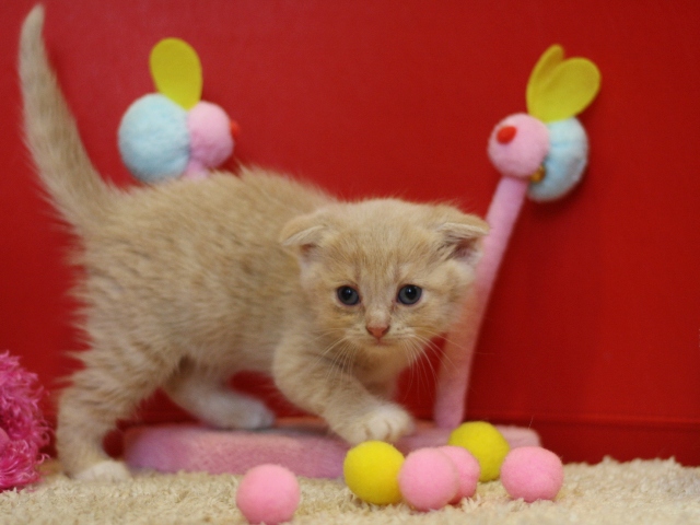 スコティッシュフォールドの子猫画像