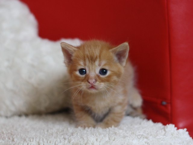 スコティッシュフォールドの子猫画像