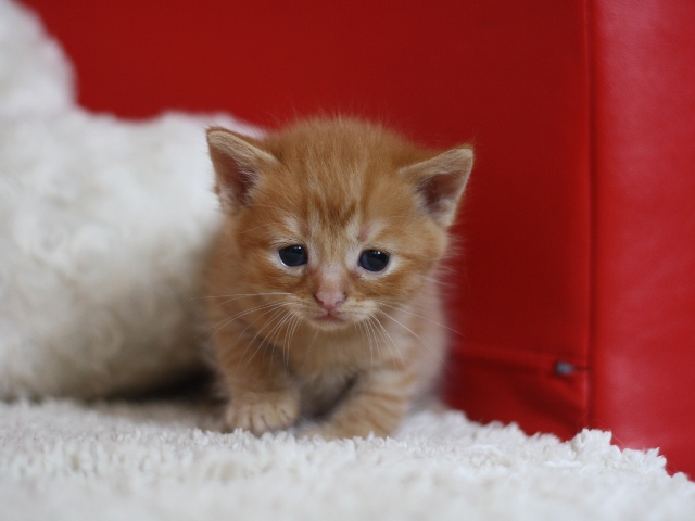 スコティッシュフォールドの子猫画像