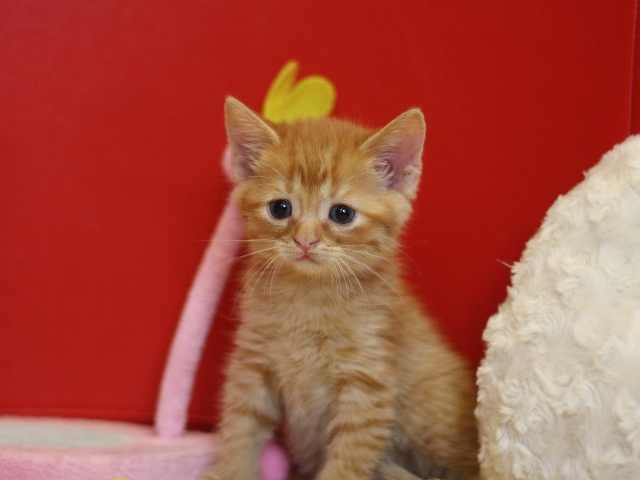 スコティッシュフォールドの子猫画像