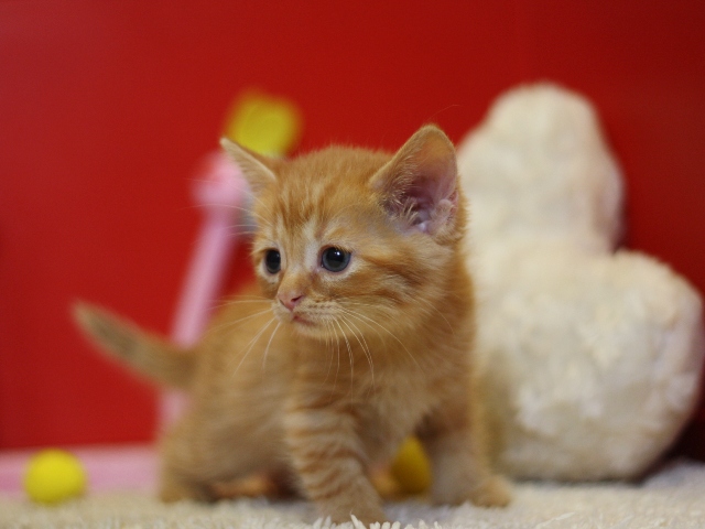 スコティッシュフォールドの子猫画像
