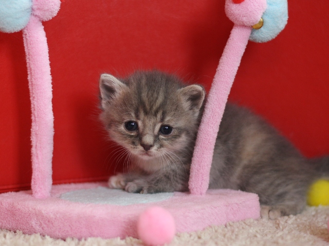 スコティッシュフォールドの子猫画像