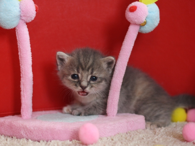 スコティッシュフォールドの子猫画像