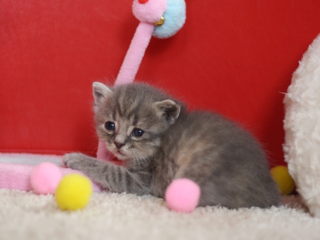 スコティッシュフォールドの子猫画像