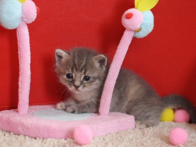 スコティッシュフォールドの子猫画像