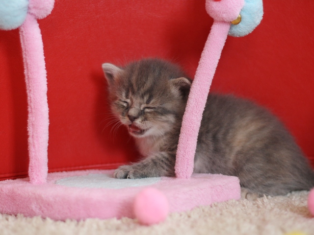 スコティッシュフォールドの子猫画像