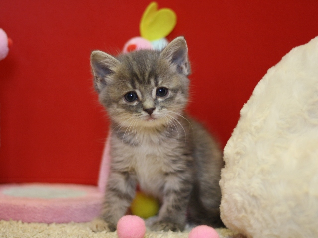 スコティッシュフォールドの子猫画像