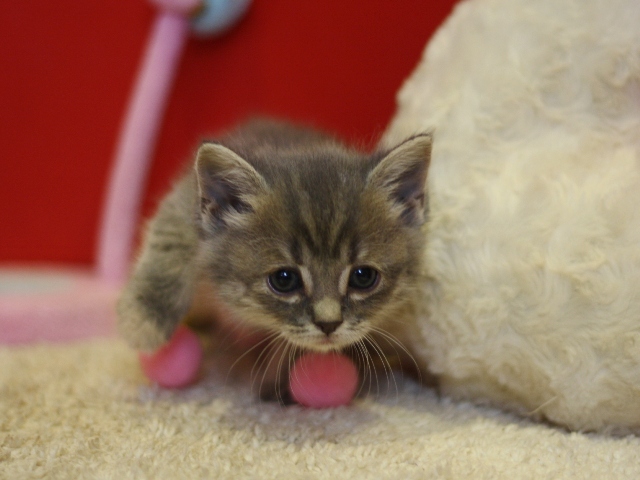 スコティッシュフォールドの子猫画像