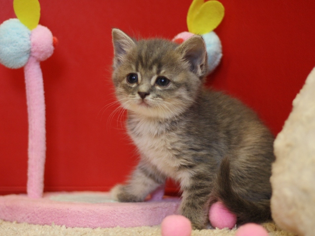 スコティッシュフォールドの子猫画像