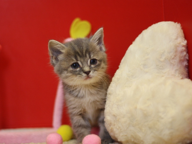 スコティッシュフォールドの子猫画像
