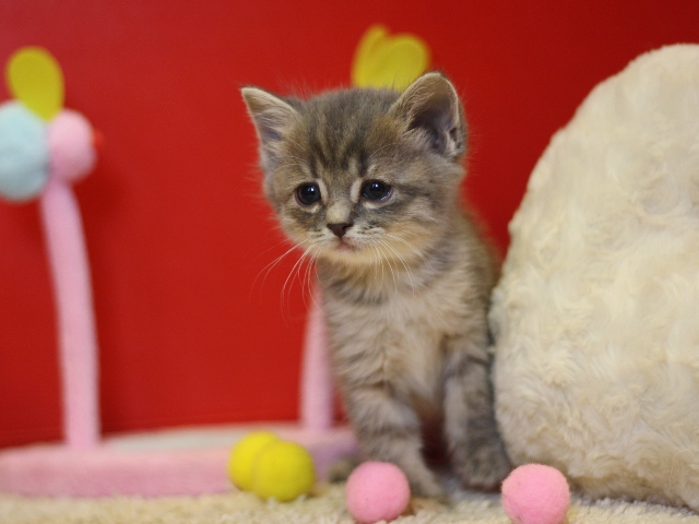 スコティッシュフォールドの子猫画像