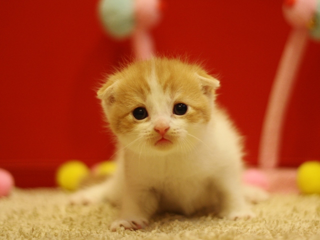 スコティッシュフォールドの子猫画像