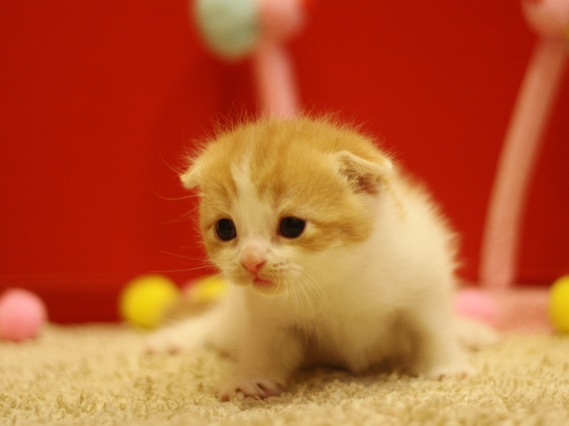 スコティッシュフォールドの子猫画像