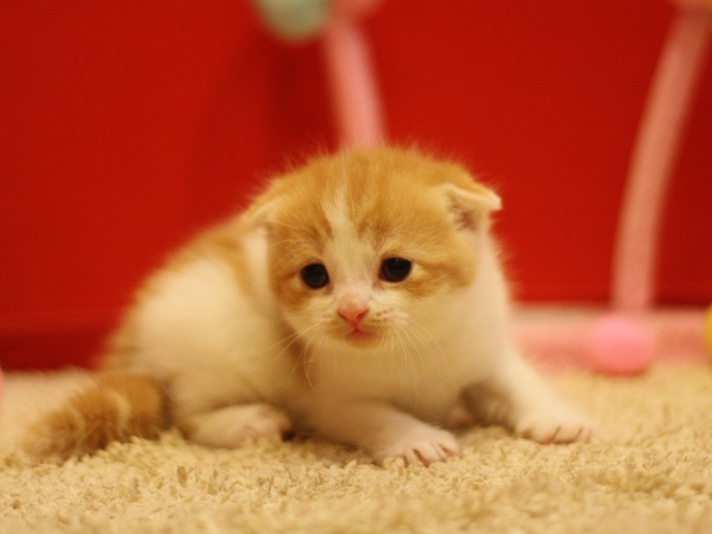 スコティッシュフォールドの子猫画像