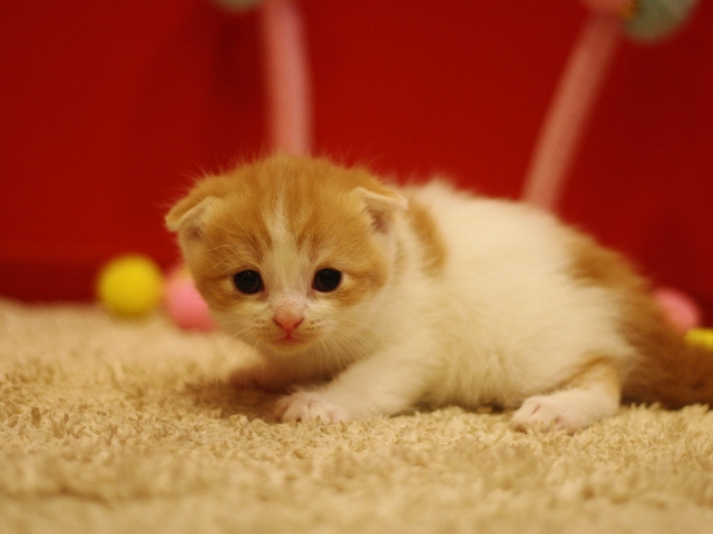 スコティッシュフォールドの子猫画像