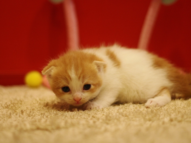 スコティッシュフォールドの子猫画像