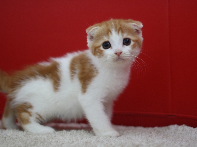 スコティッシュフォールドの子猫画像