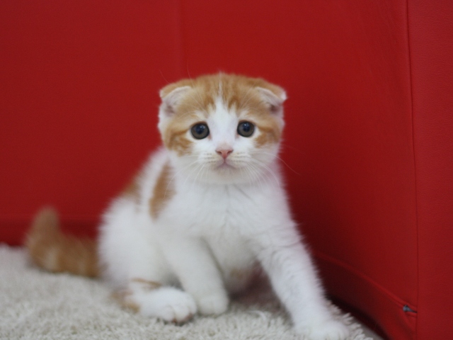 スコティッシュフォールドの子猫画像