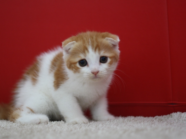 スコティッシュフォールドの子猫画像