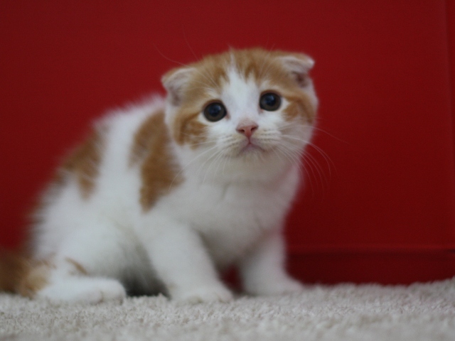 スコティッシュフォールドの子猫画像