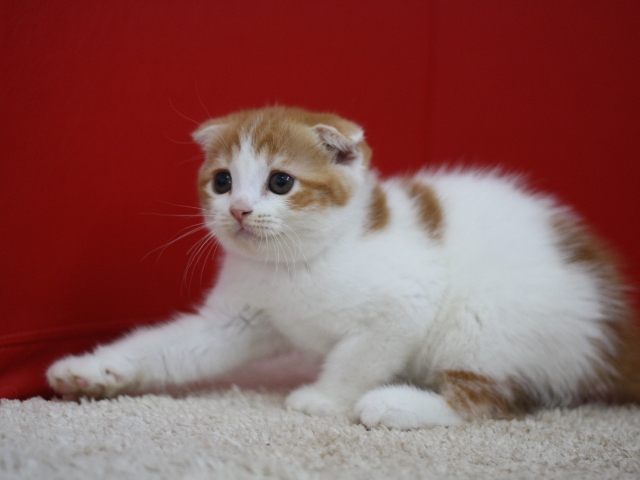 スコティッシュフォールドの子猫画像