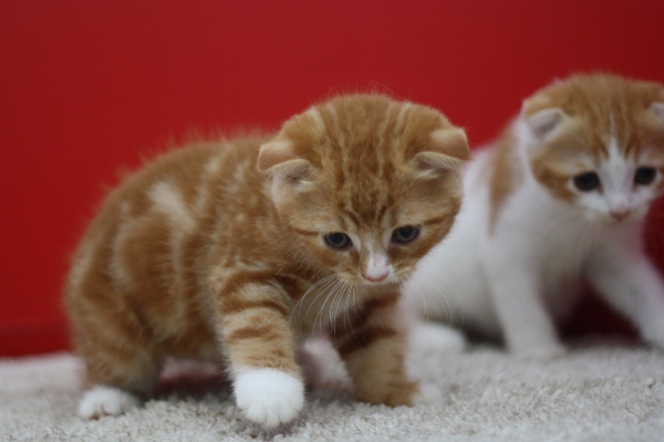 スコティッシュフォールドの子猫画像