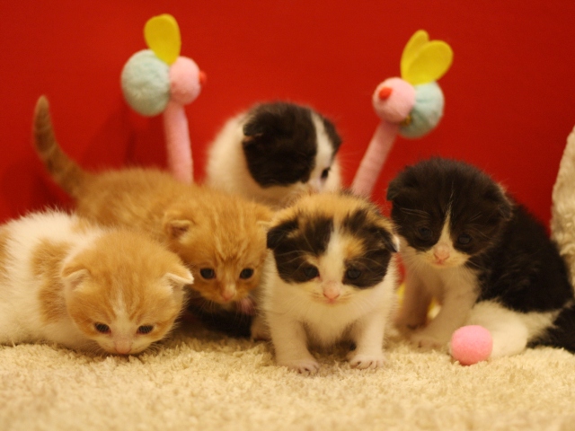 スコティッシュフォールドの子猫画像