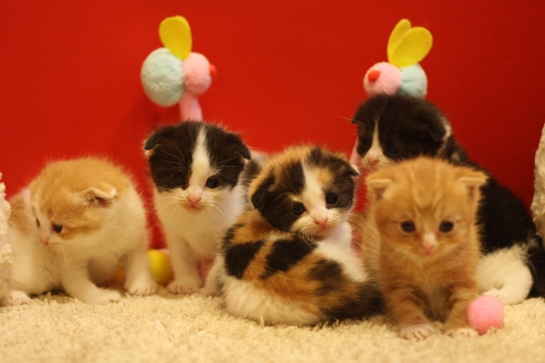 スコティッシュフォールドの子猫画像