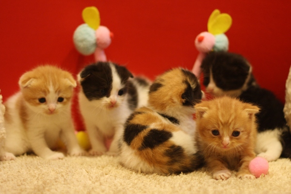 スコティッシュフォールドの子猫画像
